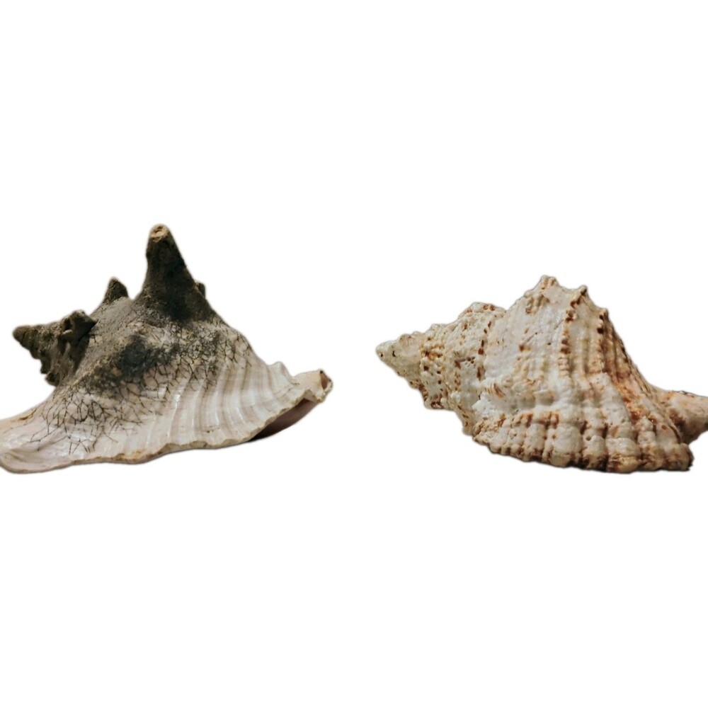 Vintage Large Sea Shell Lot 4" Queen Conch & Textured Murex Beach Coastal Decor